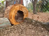 Plank Donut Tunnel